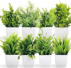 D-COSS BY BHARAT BENISON PACK OF 4 DIFFERENT TYPES ARTIFICIAL EUCLAPTU