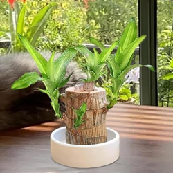 GAYATRI CREATION Bamboo Lucky Wood Good Luck Live Plant Lucky Brazil W