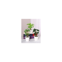 Decorative Artificial Tabletops Potted Succulent Plants